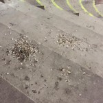 quello che hanno trovato i tifodi centesi sulle gradinate del palazzetto di Livorno PalaMacchia : grande quantità di guano di piccioni