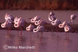MARCHETTI
