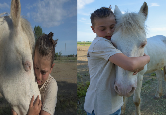 COLLAGE CAVALLO