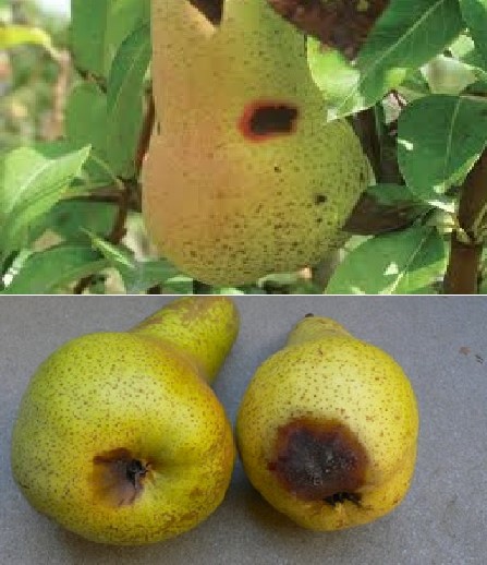 LA MACULATURA BRUNEW NELLE PERE PORTA GRAVI DANNO ALLA PRODUZIONE