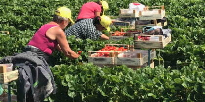 RACCOLTA-FRAGOLE-2019-braccianti-agricoltura-420×315