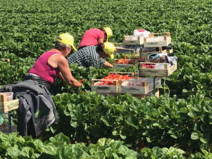 RACCOLTA-FRAGOLE-2019-braccianti-agricoltura-420×315