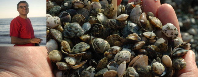 COLLAGE VONGOLE RINO