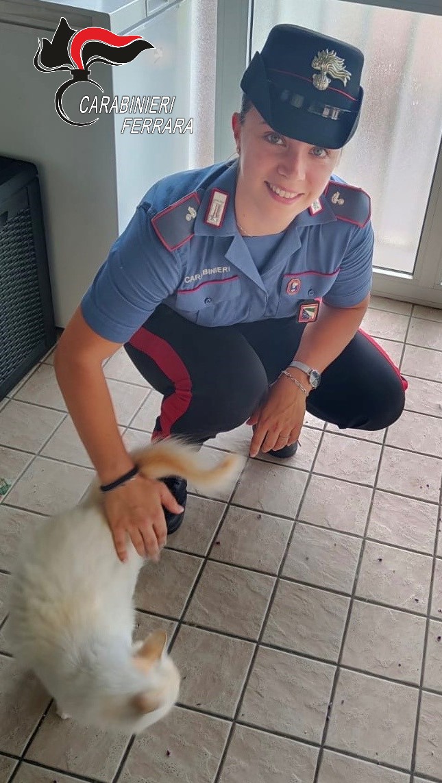 Salvataggio gatto
