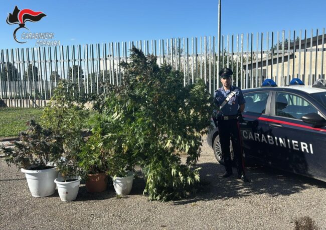 Bondeno piante marijuana