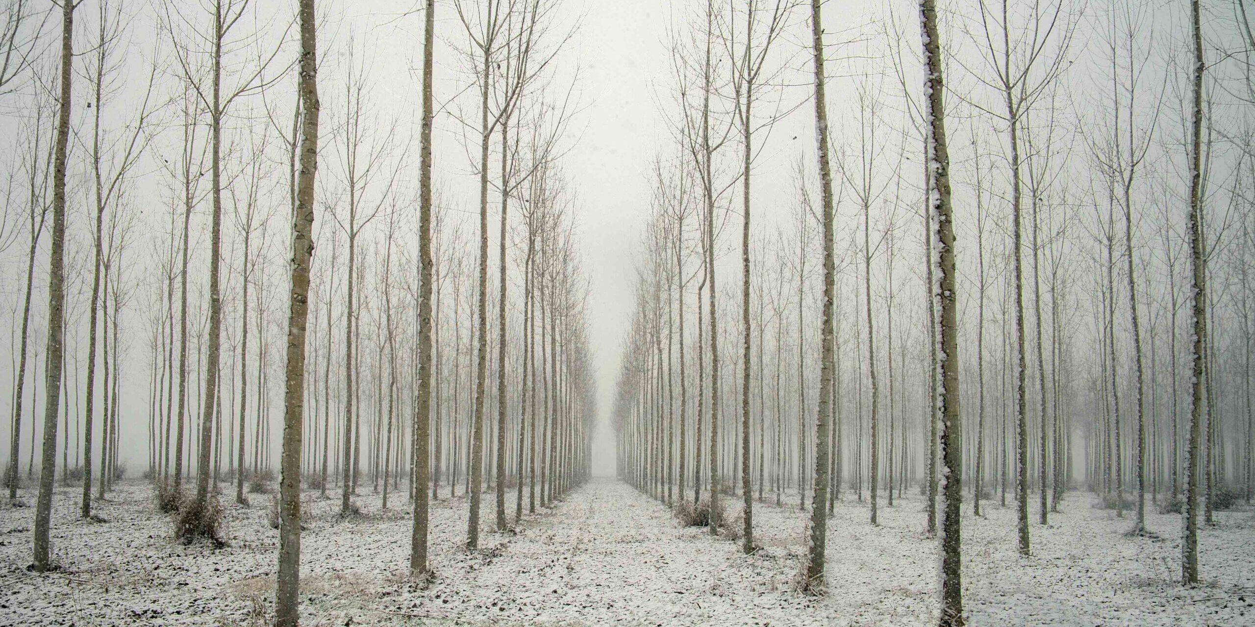 1_Zini Maurizio_la neve nel pioppeto